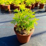 Baza čierna (Sambucus Nigra) ´GOLDEN TOWER´® - výška 20-30 cm, kont. C2L